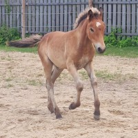 eesti hobuse märavarss