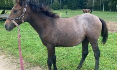 Eesti ratsaponi mära