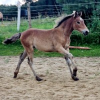 eesti hobuse märavarss