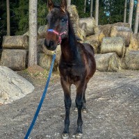 A Curious and Affectionate Dark-Bay Colt (Latvian Warmblood)