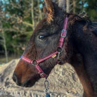 A Curious and Affectionate Dark-Bay Colt (Latvian Warmblood)