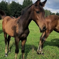 A Curious and Affectionate Dark-Bay Colt (Latvian Warmblood)