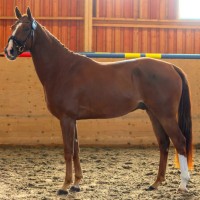 3 v. ruuna Totilaksesta