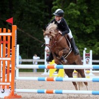 Welsh pony for sport