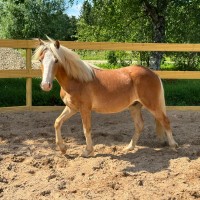 Preston Sport poni