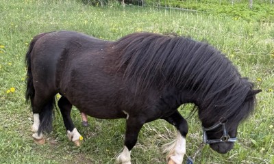 Ponipere